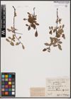 Foto von Salix aurita L. x Salix myrtilloides L.